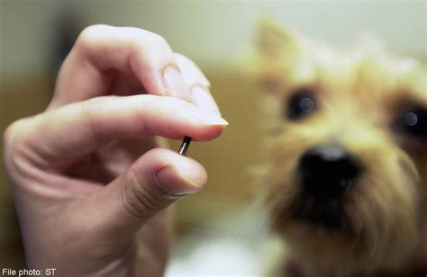 microchips for pets